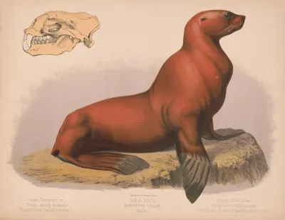 Sea Lion Eumetopias Stelleri Male