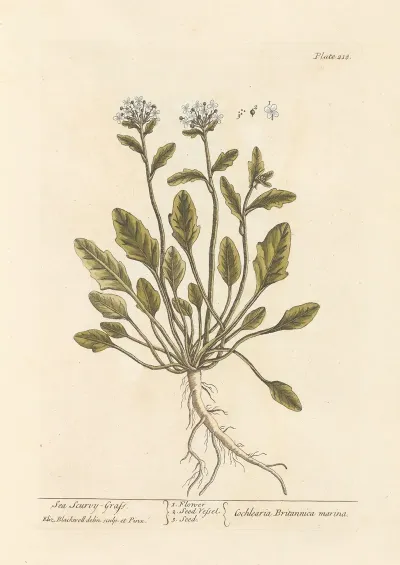 Sea Scurvy Grass