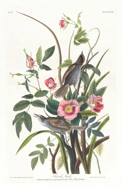 Sea Side Finch