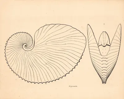 Sea Snails Argonauta