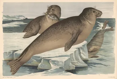 Seal