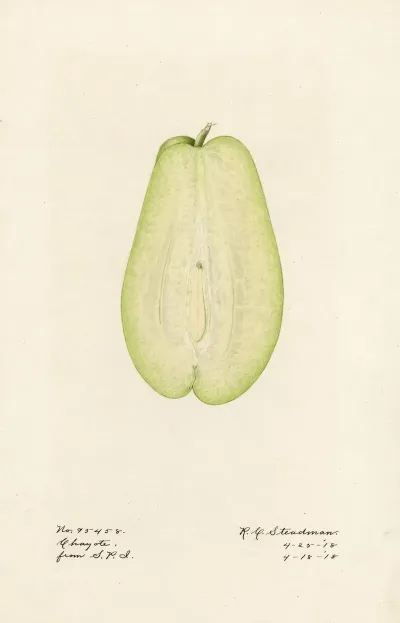 Sechium Edule 3