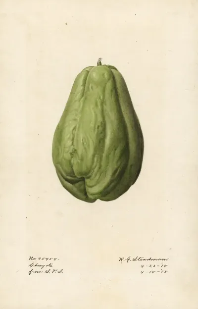 Sechium Edule 4