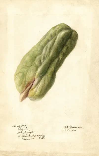 Sechium Edule 6