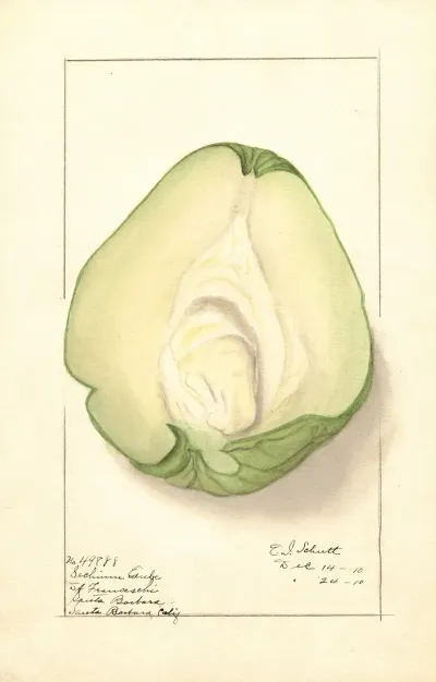 Sechium Edule 7