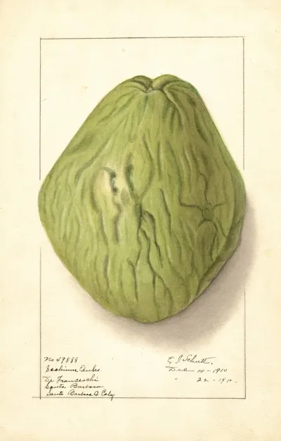 Sechium Edule 8