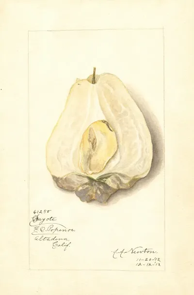 Sechium Edule