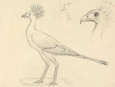 Secretary Bird