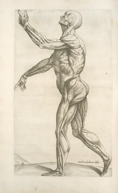 Secunda Musculorum Tabula Shows Muscles In A Walking Position