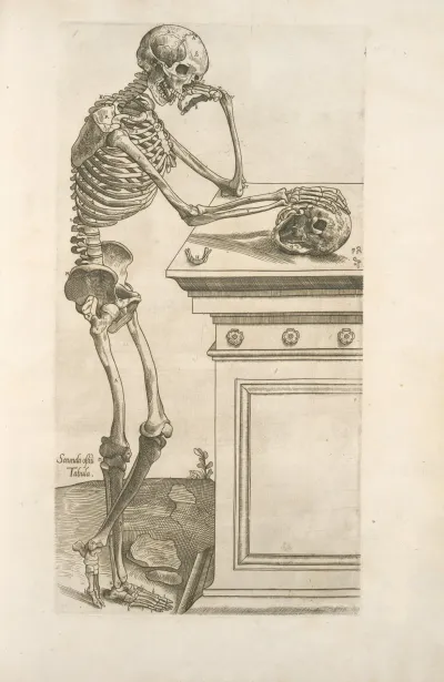 Secunda Ossium Tabula Human Skeleton Inspecting A Skull And In Deep Thinking