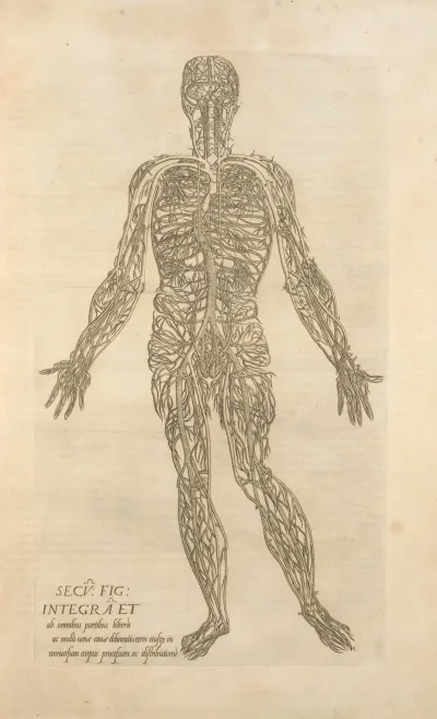 Secv Fig Integra Et Ab Omnibus Partibus Male Figure Showing The Arteries And Veins