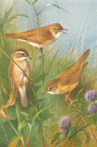 Sedge Warbler Reed Warbler And Marsh Warbler