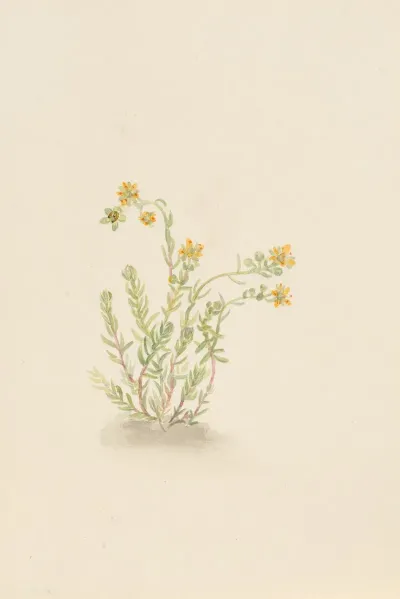 Sedum Stenopetalum