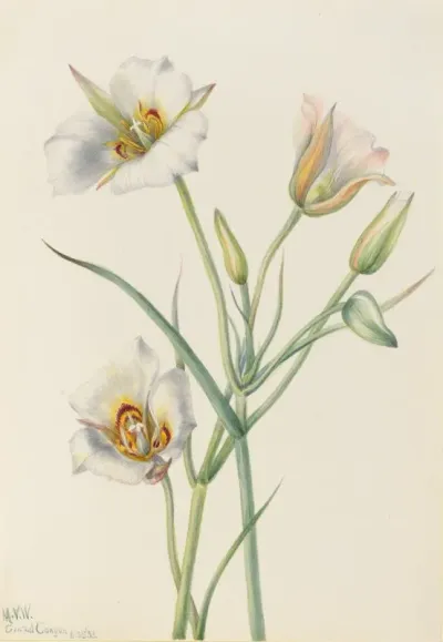 Sego Lily Calochortus Nuttallii