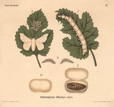 Seidenspinner Bombyx Mori