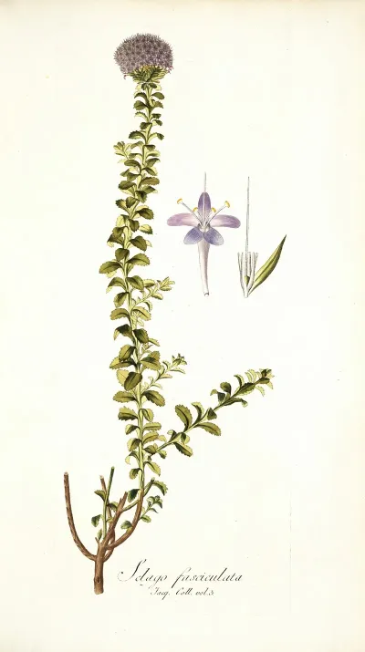 Selago Fasciculata