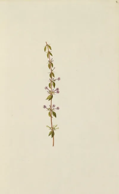 Selectarum Stirpium Americanarum Historia Pl 002