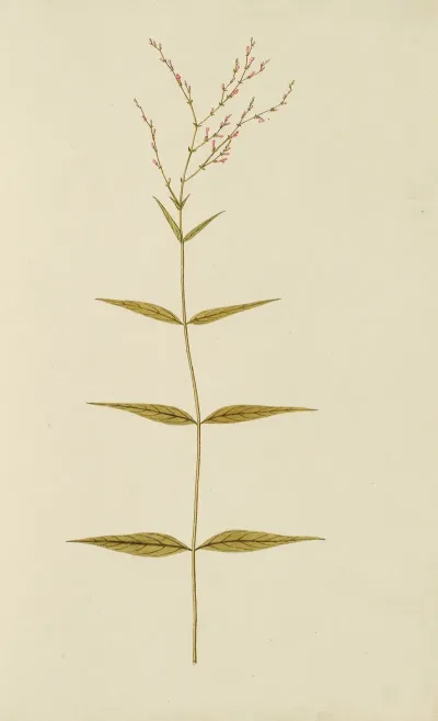 Selectarum Stirpium Americanarum Historia Pl 004