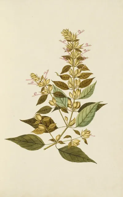 Selectarum Stirpium Americanarum Historia Pl 006