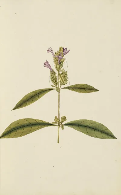 Selectarum Stirpium Americanarum Historia Pl 007