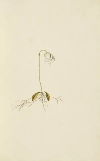 Selectarum Stirpium Americanarum Historia Pl 008