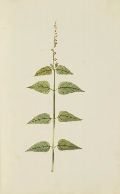 Selectarum Stirpium Americanarum Historia Pl 009
