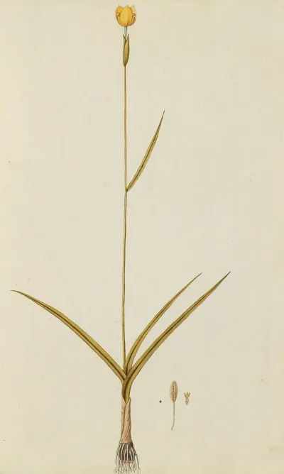 Selectarum Stirpium Americanarum Historia Pl 010