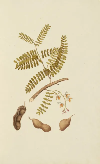 Selectarum Stirpium Americanarum Historia Pl 013