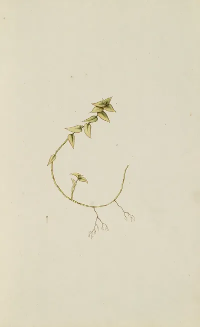 Selectarum Stirpium Americanarum Historia Pl 014
