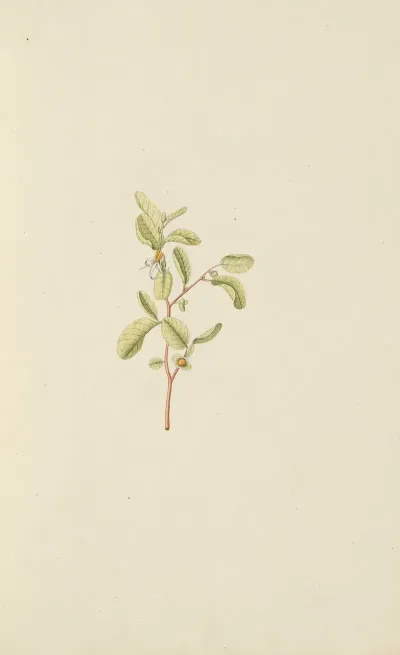 Selectarum Stirpium Americanarum Historia Pl 015