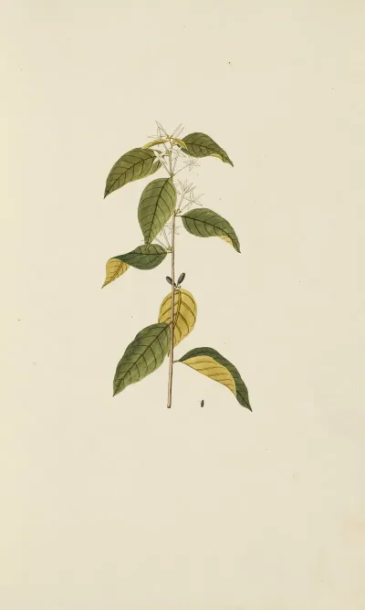 Selectarum Stirpium Americanarum Historia Pl 016