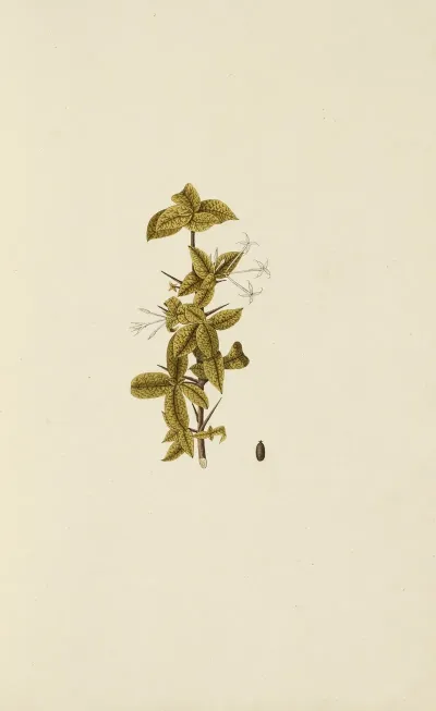 Selectarum Stirpium Americanarum Historia Pl 017