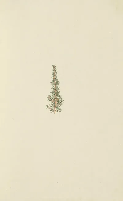 Selectarum Stirpium Americanarum Historia Pl 018