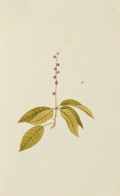 Selectarum Stirpium Americanarum Historia Pl 021