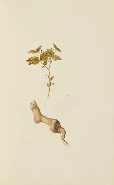 Selectarum Stirpium Americanarum Historia Pl 022