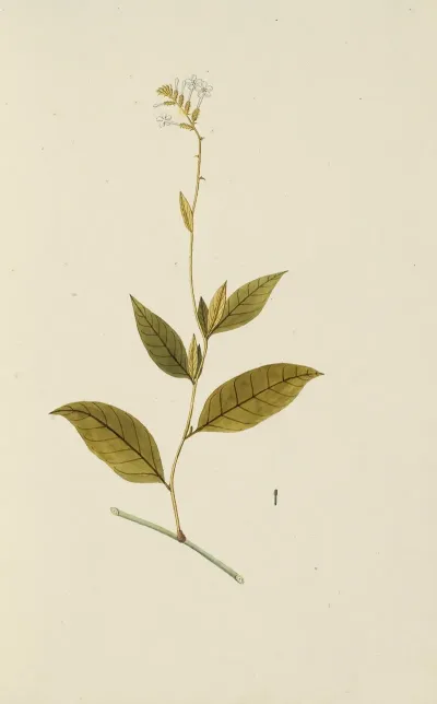 Selectarum Stirpium Americanarum Historia Pl 023