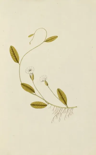Selectarum Stirpium Americanarum Historia Pl 024