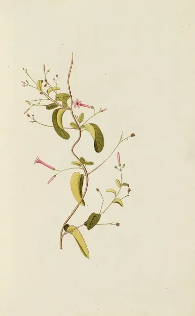 Selectarum Stirpium Americanarum Historia Pl 026