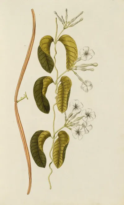 Selectarum Stirpium Americanarum Historia Pl 029
