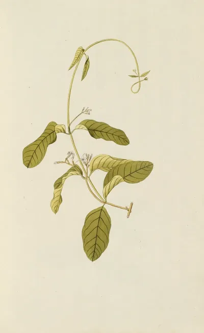Selectarum Stirpium Americanarum Historia Pl 030