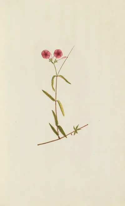 Selectarum Stirpium Americanarum Historia Pl 035
