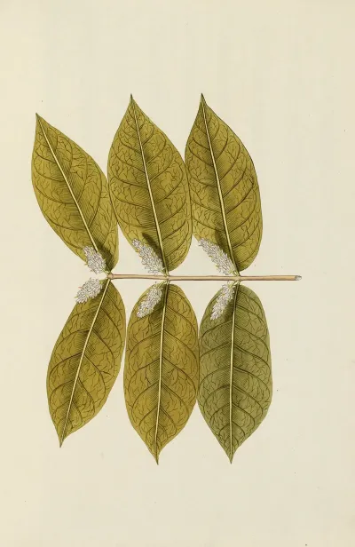 Selectarum Stirpium Americanarum Historia Pl 036