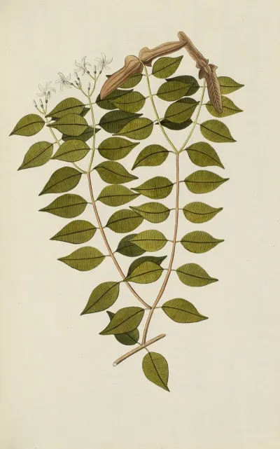 Selectarum Stirpium Americanarum Historia Pl 039