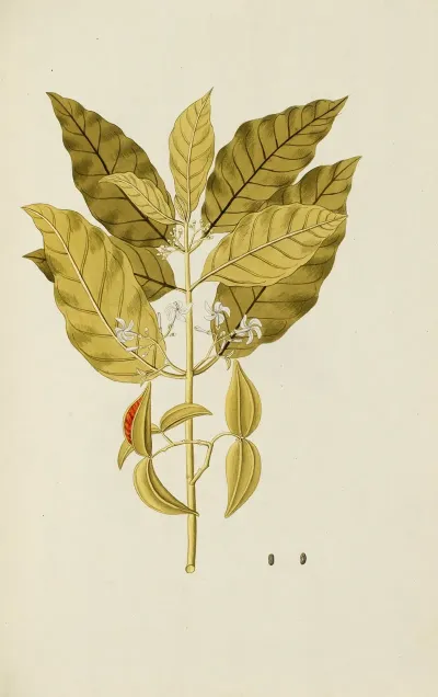 Selectarum Stirpium Americanarum Historia Pl 040