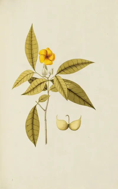 Selectarum Stirpium Americanarum Historia Pl 041