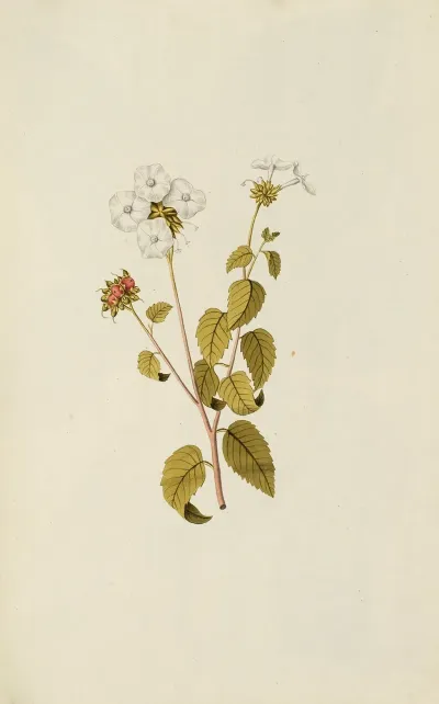 Selectarum Stirpium Americanarum Historia Pl 043