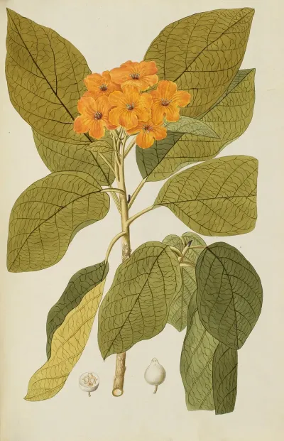 Selectarum Stirpium Americanarum Historia Pl 044