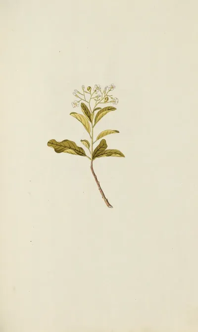 Selectarum Stirpium Americanarum Historia Pl 045