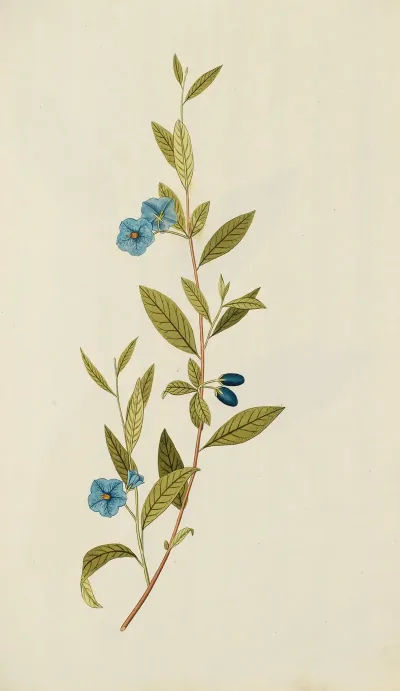 Selectarum Stirpium Americanarum Historia Pl 048