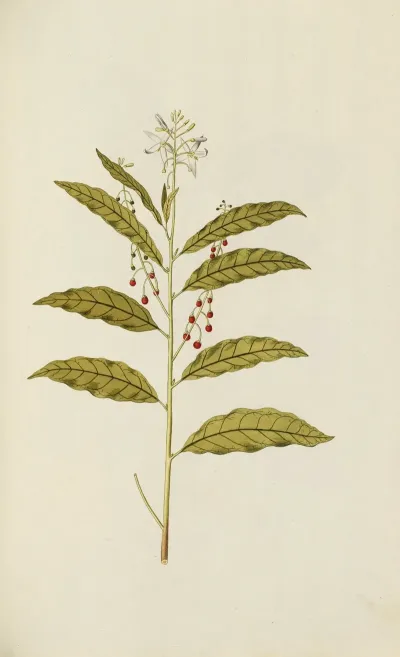 Selectarum Stirpium Americanarum Historia Pl 050